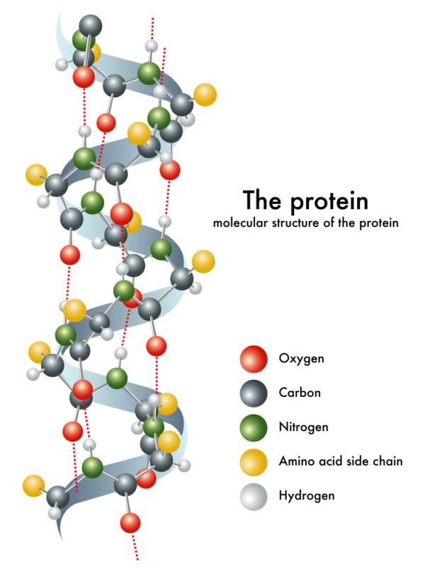 SỨC MẠNH CỦA PROTEIN